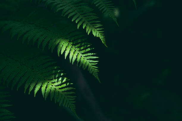 istock Tropical green leaves with shadow, Nature concept 1168513836