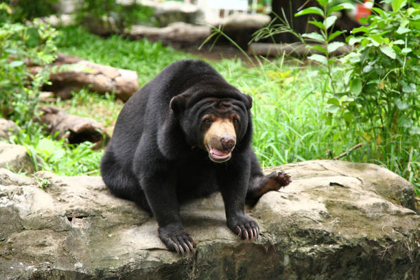 istock Asiatic black bear sit on stone in Thailand 1168513975