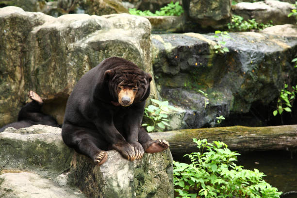 istock Asiatic black bear sit on stone in Thailand 1168514006