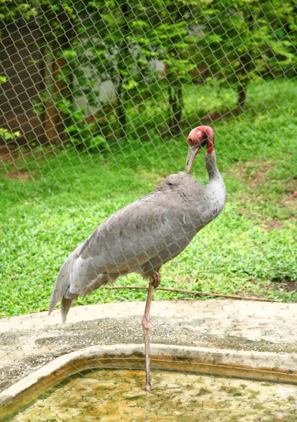 istock large stork resting inside a Thailand zoo 1168514015
