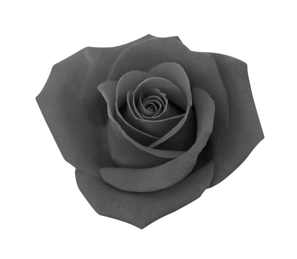 istock Black rose isolated on white background, clipping path and - soft focus 1168514797