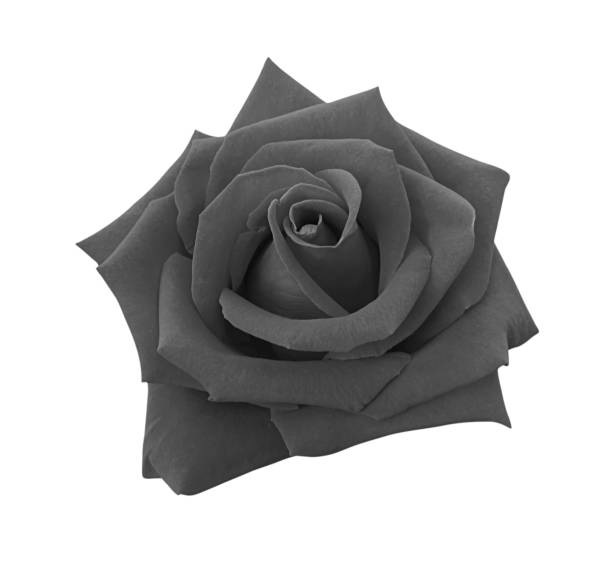 istock Black rose isolated on white background, clipping path and - soft focus 1168514816