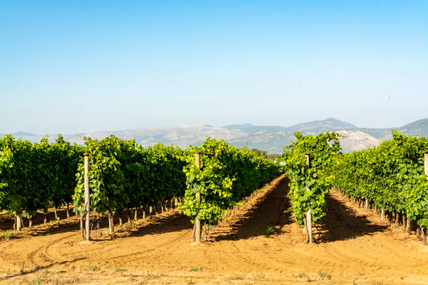 istock Vineyard with growing red wine grapes in Lazio, Italy 1168514839