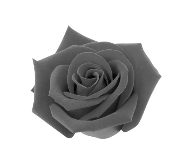 istock Black rose isolated on white background, clipping path and - soft focus 1168515953