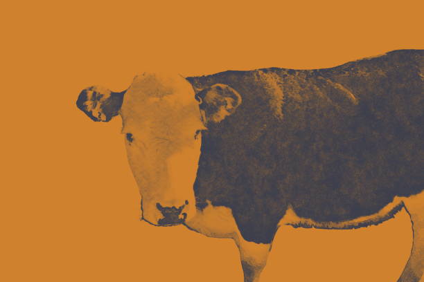istock Soft Cow Portrait in Monochrome Effect 1168516588