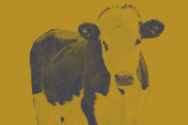 istock Soft Cow Portrait in Monochrome Effect 1168516603