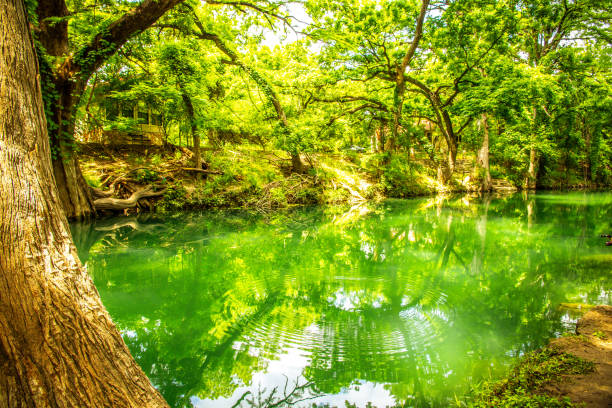 istock Pond in the forest landscape, nature reserve 1168517423