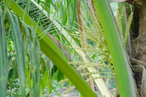 istock Close up fresh coconut flowers  brunch on plant. 1168517461