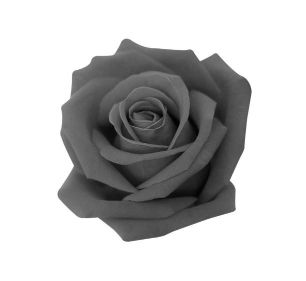 istock Black rose isolated on white background, clipping path and - soft focus 1168518650