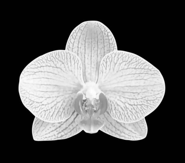 istock White - gray orchid  isolated on black bacgkround. 1168518674