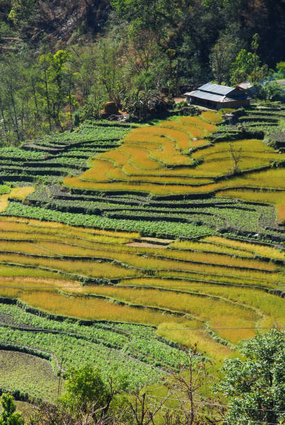 beautiful nature scenic landscape mountain view with rice field at annapurna circuit mountains - nepal landscape hiking rice imagens e fotografias de stock