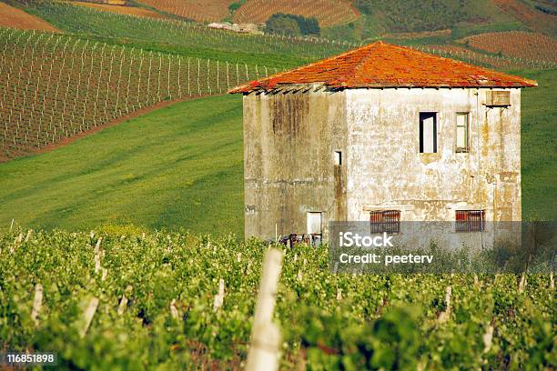 Foto de Vinhedos e mais fotos de stock de Itália - Itália, Sicília, Vinhedo