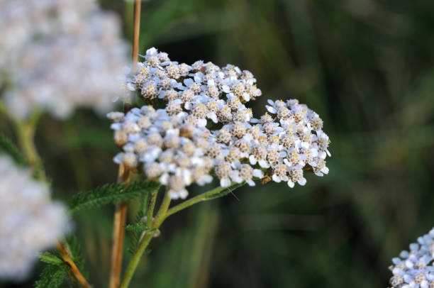 istock close-up of a yarrow flower 1168520414
