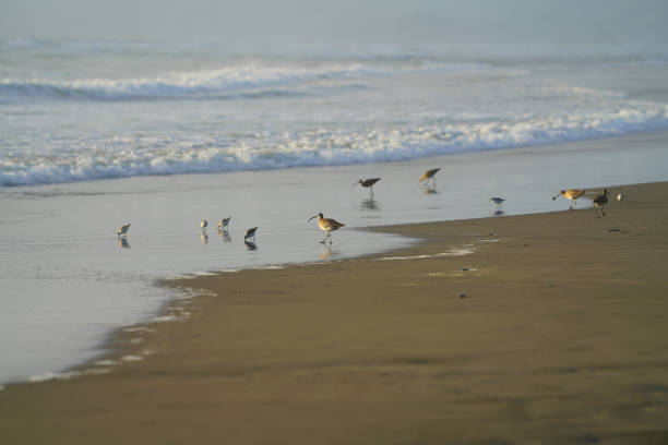 istock Seabirds on the California coast. 1168521385