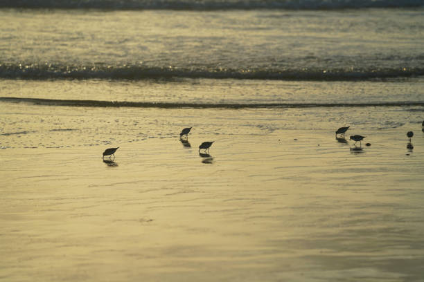 istock Seabirds on the California coast. 1168521463