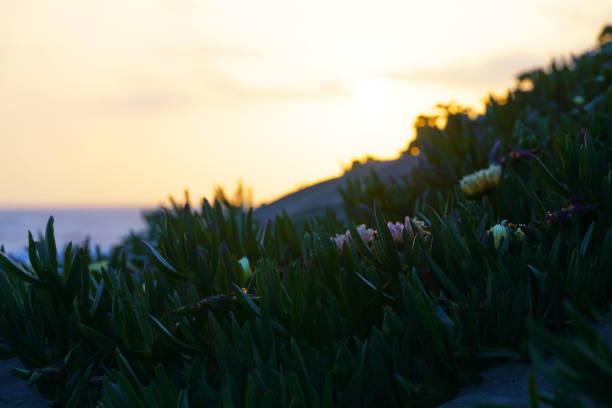 Sunset on the beach of San Francisco.