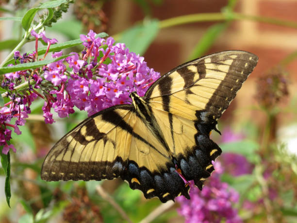 istock Swallowtail Butterfly in the Sunlight 1168522836