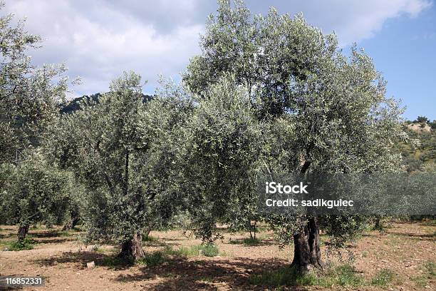 Photo libre de droit de Olivier Tree banque d'images et plus d'images libres de droit de Agriculture - Agriculture, Aliment, Arbre