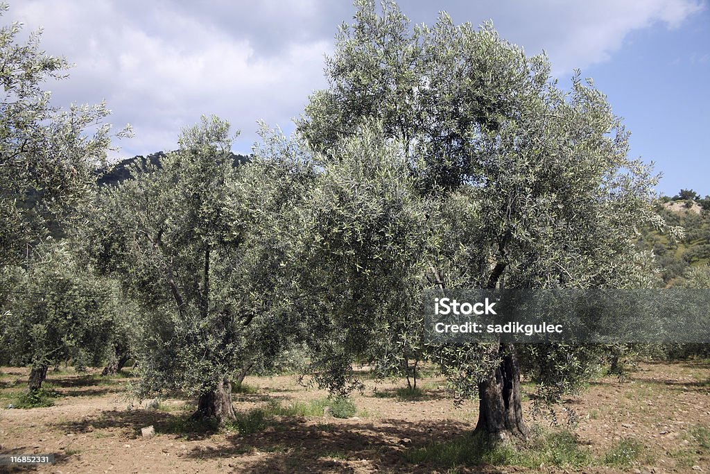 Albero di ulivo - Foto stock royalty-free di Agricoltura