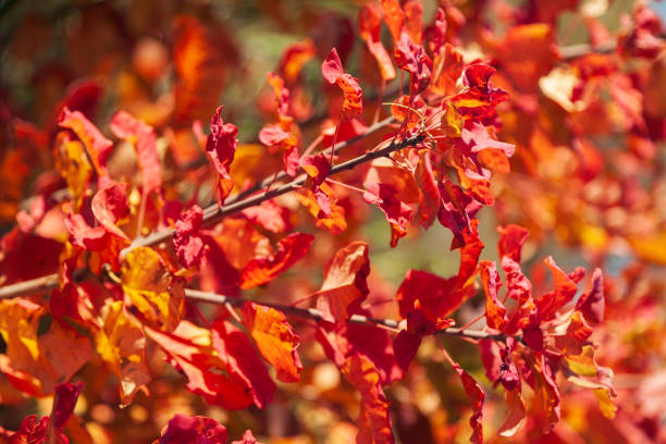 istock Red autumn background with tree leaves. 1168523957