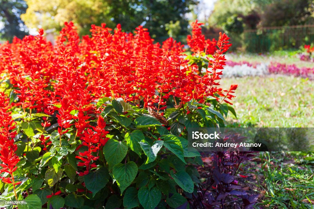 Blooming salvia splendens plants in the park area. Elegant autumn flower bed with salvia splendens, red decorative garden flowers. Blooming plants in the park area. Sage Stock Photo