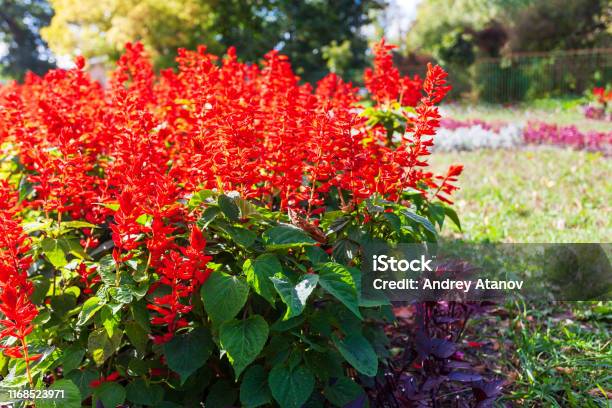 Blooming Salvia Splendens Plants In The Park Area Stock Photo - Download Image Now - Sage, Red, Autumn