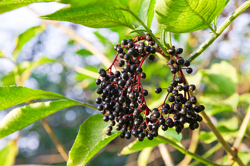 Ripened berries on clusters of black elderberry on bushes in the evening at sunset in summer. Harvest of black elderberry (Sambucus nigra).