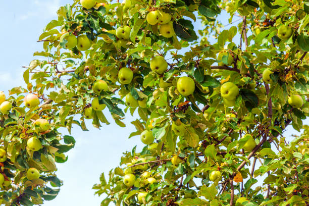 istock Organic ripe green apples hang on a tree branch. 1168524030