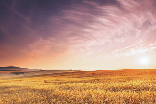 istock Summer sunrise in South Moravia, Czech Rep. 1168525890
