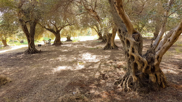 istock olive trees forest cultivation for olive oil  in Preveza Greece 1168525997