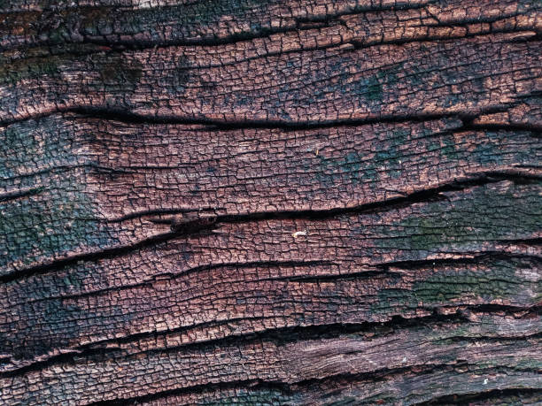 istock old wooden plank of tree bark 1168526869
