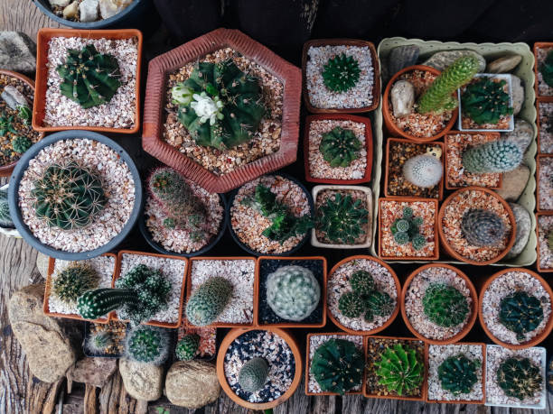 istock Cactus on wooden background, Cactus in pot background 1168526932