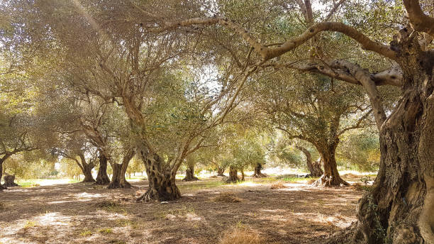 istock olive trees forest cultivation for olive oil  in Preveza Greece 1168527763