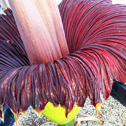 Titan Arum