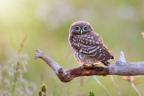 Young Little owl, Athene noctua,sitting on a stick against a blurred natural background. With copy space.