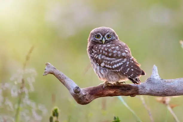 Photo of Young Little owl, Athene noctua,sitting on a stick against a blurred natural background. With copy space