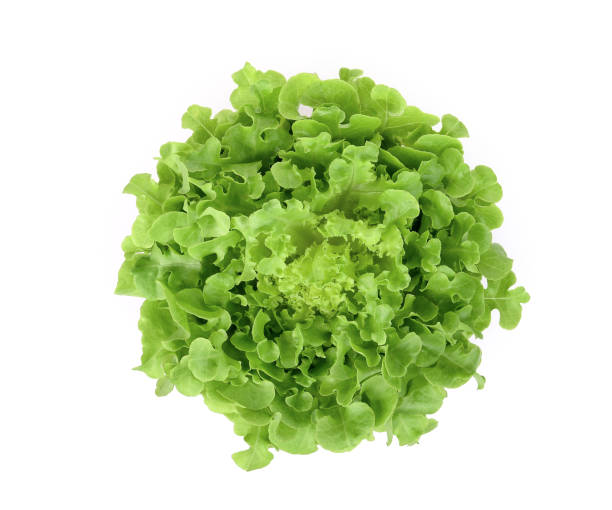 istock fresh green oak lettuce isolated on white background, flat lay, top view 1168528636