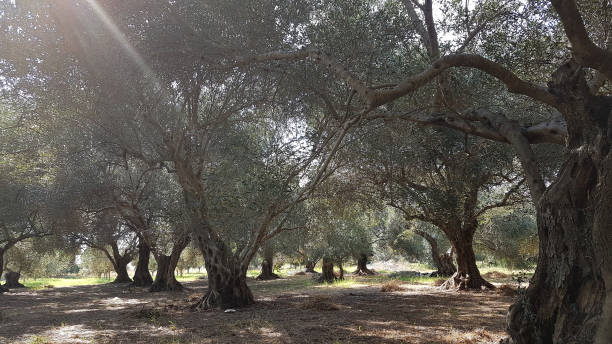 istock olive trees forest cultivation for olive oil  in Preveza Greece 1168528828
