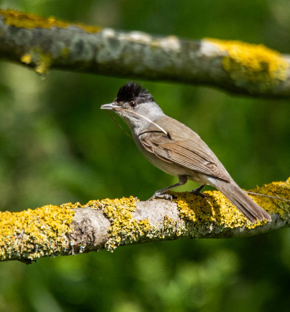 male blackcap with nest material - bark bird warbler tree trunk imagens e fotografias de stock