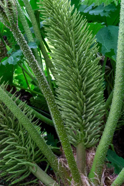 Showy and bright Brazilian giant-rhubarb leaves and inflorescence forms a spike flowers close up. Known as Gunnera manicata, Giant rhubarb, or dinosaur food.