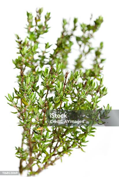 Thyme Stock Photo - Download Image Now - Color Image, Cut Out, Food