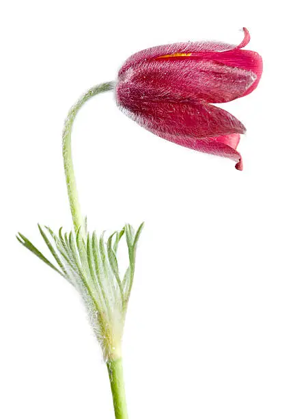 Pulsatilla vulgaris (Pasque Flower, Common Pasque flower, Dane's Blood) belongs to the Buttercup family (Ranunculaceae), native to western, central and southern Europe. It is the county flower of the English counties of Cambridgeshire and Hertfordshire. In aRGB color for beautiful prints.