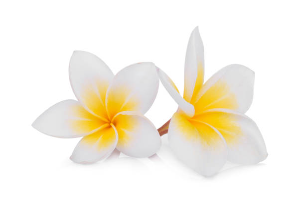 fiore di frangipani bianchi (plumeria) isolato su sfondo bianco - 5504 foto e immagini stock