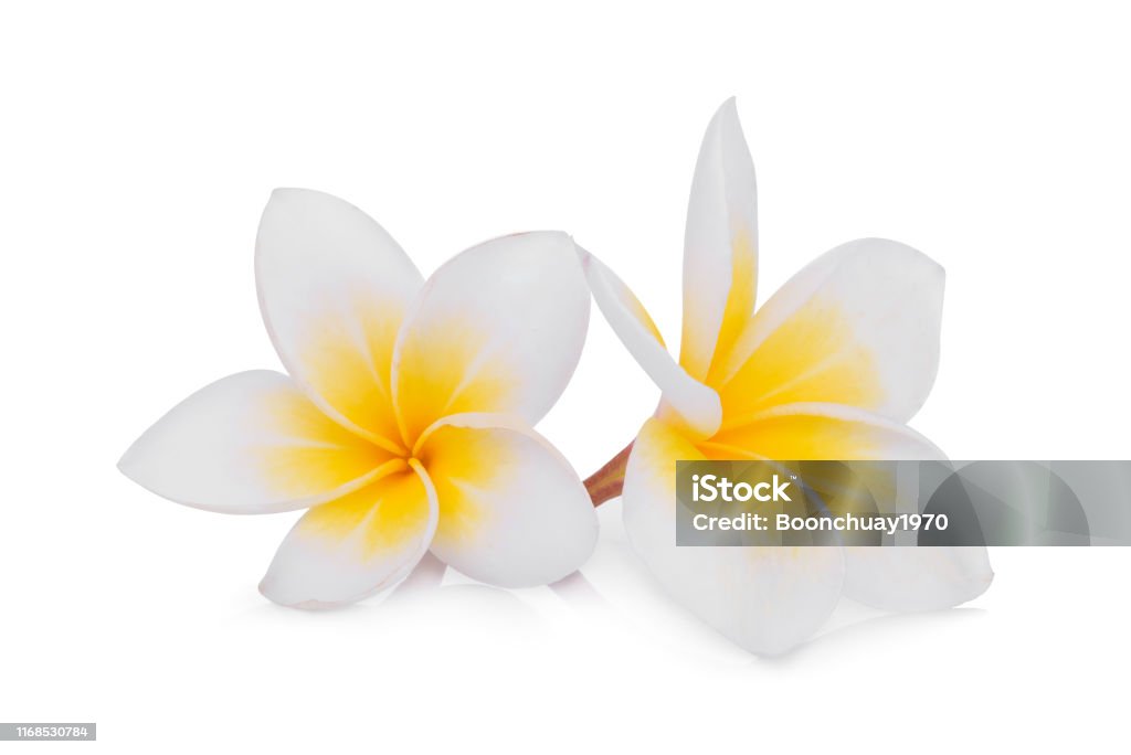 biały kwiat frangipani (plumeria) izolowany na białym tle - Zbiór zdjęć royalty-free (Bali)