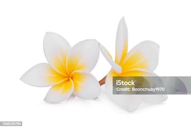 Biały Kwiat Frangipani Izolowany Na Białym Tle - zdjęcia stockowe i więcej obrazów Bali