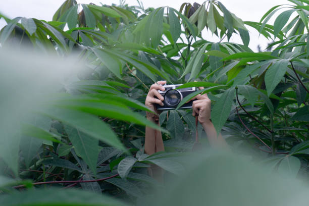istock Old camera in cassava farm in dark green tone 1168531949