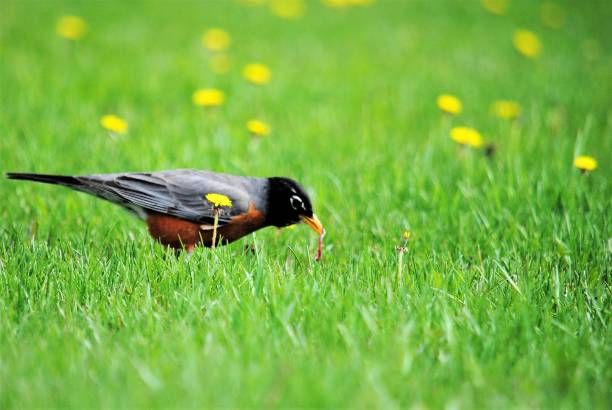 緑の草の上に虫を引っ張るロビン - american robin ストックフォトと画像