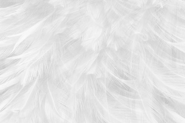 istock Beautiful white gray colors tone feather texture background 1168535609
