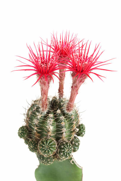 istock Shinshowa red flower cactus 1168535666
