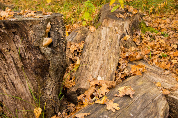 In the forest on the tree stump are leaves.